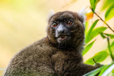 Foto de Greater Bamboo Lemur - Prolemur simus, rare beautiful primate endemic in Madagascar east coast rain forests. - Imagen libre de derechos