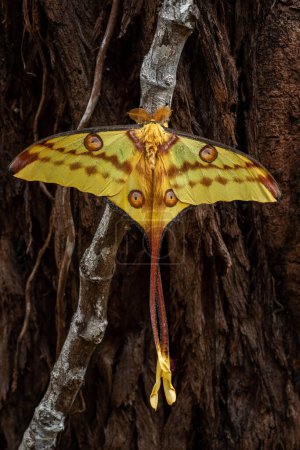 Foto de Madagascan Moon Moth - Actias mittrei, beautiful large moth from Madagascar rain forests, Andasibe Mantadia National Park, Madagascar. - Imagen libre de derechos