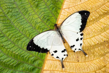 Foto de African swallowtail - Papilio dardanus, beautiful large butterfly from African woodlands and gardens, Andasibe, Madagascar. - Imagen libre de derechos