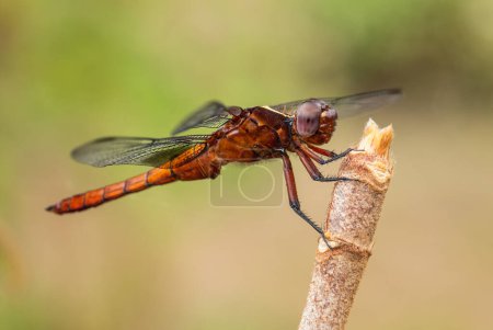 Foto de Madagascar Jungle Skimmer - Thermorthemis madagascariensis, beautiful colored dragonfly from Madagascar forests and fresh waters, Andasibe, Madagascar. - Imagen libre de derechos