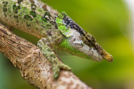 Téléchargez les photos : Malthe's green-eared chameleon - Calumma malthe, beautiful colored chameleon from Madagascar tropical forests, Madagascar. - en image libre de droit