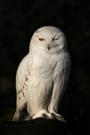 Photo for Snowy Owl - Bubo scandiacus, beautiful white owl from Scandinavian forests and woodlands, Norway. - Royalty Free Image