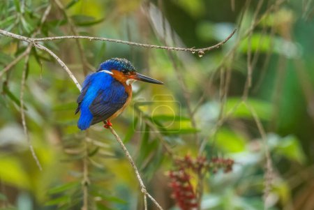 Photo pour Malagasy Kingfisher - Corythornis vintsioides, beautiful colored kinfisher endemic in Madagascar fresh waters. - image libre de droit