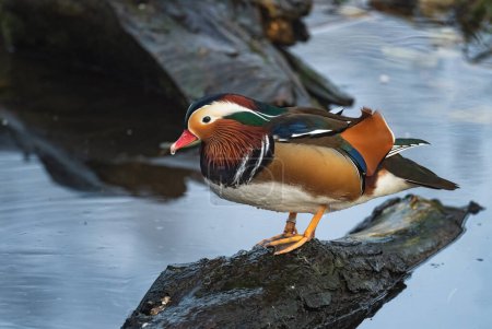 Téléchargez les photos : Mandarin Duck - Aix galericulata, beau canard coloré des lacs et rivières asiatiques, Chine
. - en image libre de droit