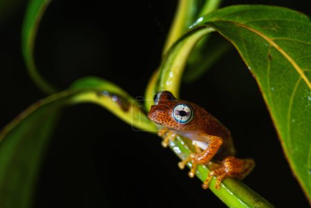 Photo for Madagascar frog - Boophis pyrrhus, small beautiful red frog from Madagascar forests and rivers, Andasibe, Madagascar. - Royalty Free Image