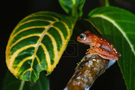 Foto de Madagascar frog - Boophis pyrrhus, small beautiful red frog from Madagascar forests and rivers, Andasibe, Madagascar. - Imagen libre de derechos