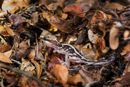 Téléchargez les photos : Ocelot Gecko - Paroedura picta, small beautiful nocturnal gecko endemic in dry forests of Madagascar, Kirindy forest. - en image libre de droit