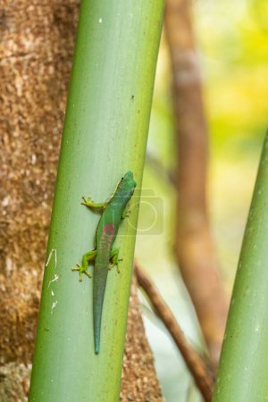 Foto de Striped Day Gecko - Phelsuma lineata, beautiful colored gecko endemic in Madagascar rain forests, Andasibe, Madagascar. - Imagen libre de derechos