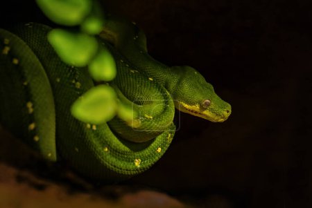 Téléchargez les photos : Python Arbre Vert - Morelia viridis, beau serpent vert des forêts tropicales asiatiques et des bois, Papouasie-Nouvelle-Guinée. - en image libre de droit