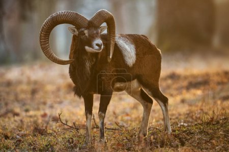 Photo for European Mouflon - Ovis orientalis musimon, beautiful primitive sheep with long horns from European forests and woodlands, Czech Republic. - Royalty Free Image