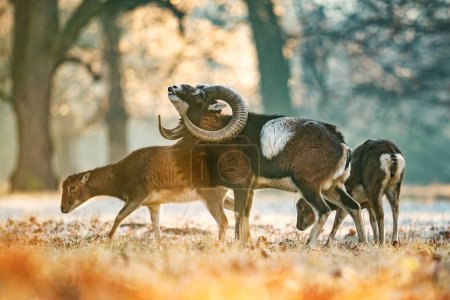 European Mouflon - Ovis orientalis musimon, hermosa oveja primitiva con cuernos largos de bosques y bosques europeos, República Checa.