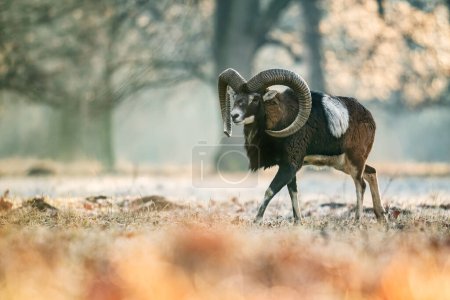 Mouflon européen - Ovis orientalis musimon, beau mouton primitif aux longues cornes des forêts et forêts européennes, République tchèque.