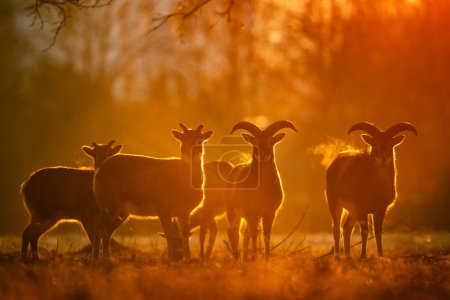 Foto de European Mouflon - Ovis orientalis musimon, beautiful primitive sheep with long horns from European forests and woodlands, Czech Republic. - Imagen libre de derechos