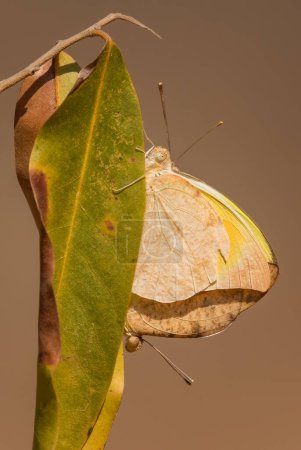Téléchargez les photos : Jaune Herbe Malgache - Eurema floricola, beau papillon pointe des prairies et prairies africaines, forêt de Kirindy, Madagascar. - en image libre de droit