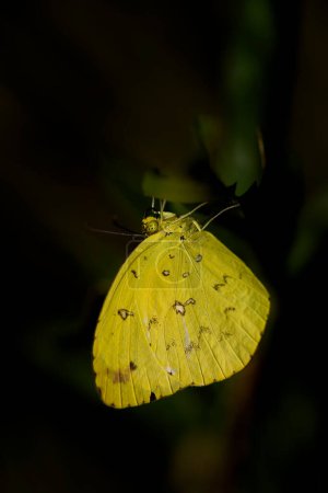 Téléchargez les photos : Jaune Herbe Malgache - Eurema floricola, beau papillon pointe des prairies et prairies africaines, forêt de Kirindy, Madagascar. - en image libre de droit