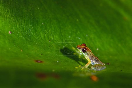 Téléchargez les photos : Variable Madagascan Frog - Guibemantis liber, beautiful colored tiny frog endemic in Madagascar rain forests, Andasibe, Madagascar. - en image libre de droit