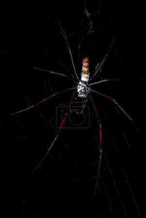 Foto de Red-legged Golden Orb-web Spider - Trichonephila inaurata, hermosa araña grande de color de los bosques de Madagascar. - Imagen libre de derechos