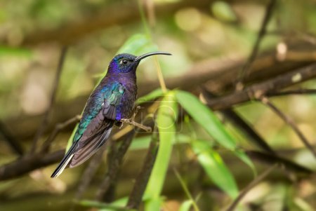 Téléchargez les photos : Violet Sabrewing - Campylopterus hemileucurus, beau colibri bleu de Volcn, Panama. - en image libre de droit