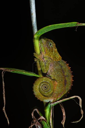 Photo for Blue-legged Chameleon - Calumma crypticum, beautiful colored chameleon from Madagascar tropical forests, Ranomafana National Park, Madagascar. - Royalty Free Image