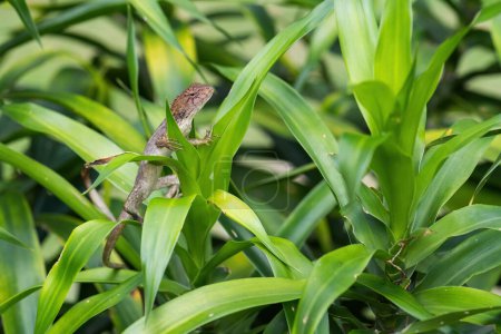 Foto de Lagarto de jardín oriental - Calotes versicolor, colorido lagarto cambiante de los bosques y arbustos asiáticos, Malasia. - Imagen libre de derechos