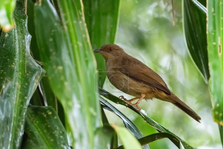 Foto de Bulbul de ojos rojos - Pycnonotus brunneus, tímido pájaro posado oculto de los bosques y bosques del sudeste asiático, Mutiara Taman Negara, Malasia
. - Imagen libre de derechos