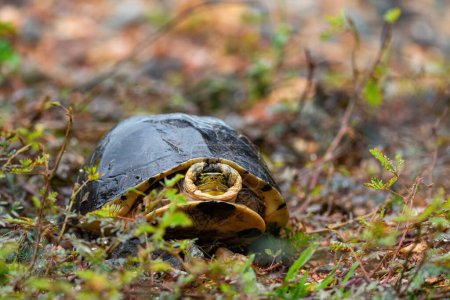 Téléchargez les photos : Tortue boîte Amboina - Cuora amboinensis, belle grande tortue des forêts et des forêts d'Asie du Sud-Est, Malaisie. - en image libre de droit