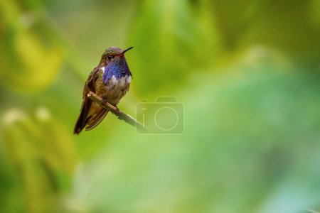 Photo for Volcano Hummingbird - Selasphorus flammula, beautiful colorful small hummingbird from Central America forests, Volcn, Panama. - Royalty Free Image