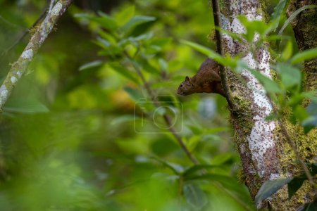 Photo for Variegated Squirrel - Sciurus variegatoides, beautiful squirrel from New World gardens and forests, Volcn, Panama. - Royalty Free Image