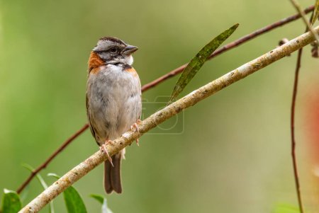 Photo for Rufous-collared Sparrow - Zonotrichia capensis, beautiful small New World sparrow, Volcn, Panama. - Royalty Free Image