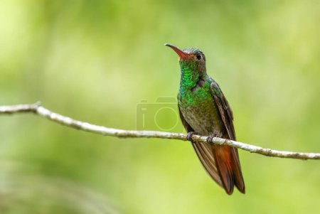 Photo for Rufous-tailed Hummingbird - Amazilia tzacatl, beautiful colorful small hummingbird from tropical forest of Volcn, Panama. - Royalty Free Image