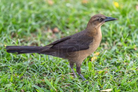 Foto de Grackle de cola grande - Quiscalus mexicanus, gran ave común de bosques y bosques de América Latina, Panamá. - Imagen libre de derechos