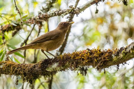 Foto de Zorzal de color arcilla - Turdus grayi, pájaro pardo encaramado de los jardines y bosques del Nuevo Mundo, Volcn, Panamá. - Imagen libre de derechos
