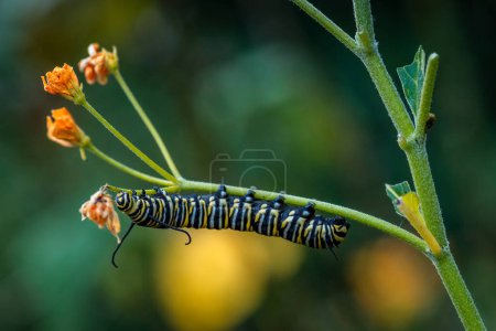 Foto de Mariposa monarca - Danaus plexippus, hermosa mariposa naranja popular de bosques y prados americanos, Volcn, Panamá. - Imagen libre de derechos