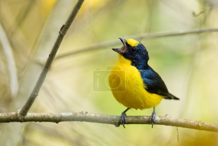 Téléchargez les photos : Euphonia à gorge jaune - Euphonia hirundinacea, bel oiseau jaune et perchoir noir des forêts et des forêts d'Amérique latine, Volcn, Panama. - en image libre de droit