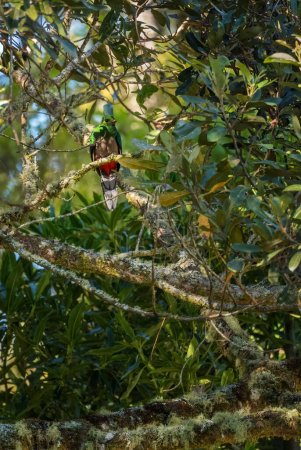 Foto de Resplandeciente Quetzal - Pharomachrus mocinno, hermoso pájaro icónico colorido de los bosques de América Central, Volcn, Panamá. - Imagen libre de derechos