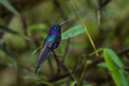 Téléchargez les photos : Violet Sabrewing - Campylopterus hemileucurus, beau colibri bleu de la forêt montagnarde de Volcn, Panama. - en image libre de droit