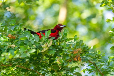 Foto de Tanager carmesí - Ramphocelus dimidiatus, hermoso pájaro rojo y negro encaramado de bosques y bosques de América Latina, Volcn, Panamá. - Imagen libre de derechos