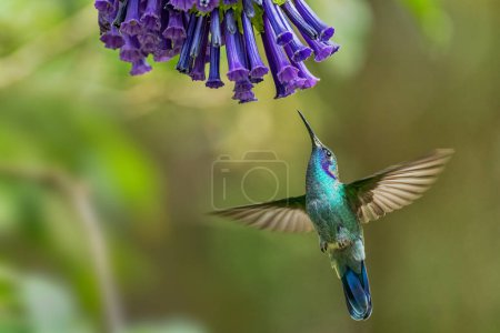 Lesser Violetear - Colibri cyanotus, beautiful violet and green hummingbird from Latin America forests and gardens, Volcn, Panama.