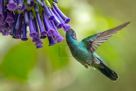 Lesser Violetear - Colibri cyanotus, schöner violett-grüner Kolibri aus lateinamerikanischen Wäldern und Gärten, Volcn, Panama.
