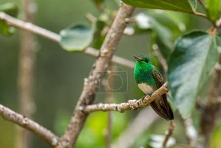 Téléchargez les photos : Colibri à ventre neigeux Saucerottia edward, beau petit colibri coloré des bois et jardins d'Amérique latine, Volcn, Panama. - en image libre de droit