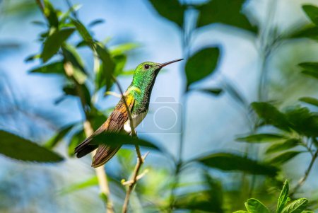 Photo for Snowy-bellied Hummingbird - Saucerottia edward, beautiful colored small hummingbird from Latin America woodlands and gardens, Volcn, Panama. - Royalty Free Image
