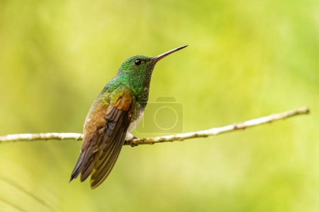 Snowy-bellied Hummingbird - Saucerottia edward, beautiful colored small hummingbird from Latin America woodlands and gardens, Volcn, Panama.