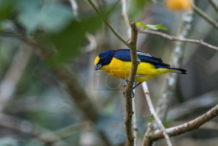 Téléchargez les photos : Euphonia à gorge jaune - Euphonia hirundinacea, bel oiseau jaune et perchoir noir des forêts et des forêts d'Amérique latine, Volcn, Panama. - en image libre de droit