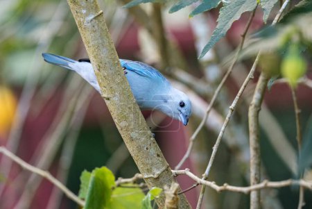Téléchargez les photos : Tanager bleu-gris - Thraupis episcopus, bel oiseau perché bleu coloré des forêts d'Amérique latine, Volcn, Panama. - en image libre de droit