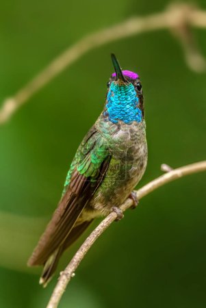 Photo for Talamanca Hummingbird - Eugenes spectabilis, beautiful colored hummingbird from Latin America woodlands and gardens, Volcn, Panama. - Royalty Free Image