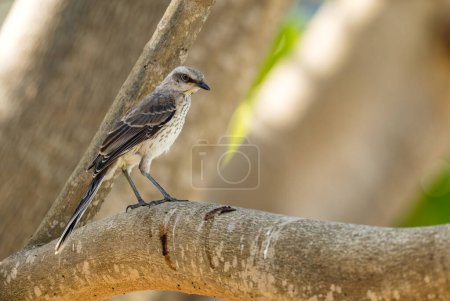 Téléchargez les photos : Moqueur tropical - Mimus gilvus, oiseau latino-américain commun dans les forêts et les jardins, Panama City, Panama. - en image libre de droit