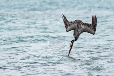 Téléchargez les photos : Pélican brun - Pelecanus occidentalis, grande pêche aux oiseaux aquatiques sur les côtes du Pacifique et de l'Atlantique des Amériques, Cambutal, Panama. - en image libre de droit