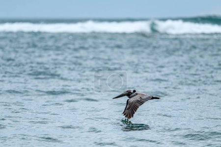 Photo for Brown Pelican - Pelecanus occidentalis, large water bird fishing on the Americas Pacific and Atlantic coasts, Cambutal, Panama. - Royalty Free Image