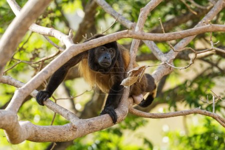 Foto de Mono aullador manto - Alouatta palliata, hermoso primate ruidoso de bosques y bosques de América Latina, Cambutal, Panamá. - Imagen libre de derechos