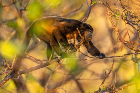 Foto de Mono aullador manto - Alouatta palliata, hermoso primate ruidoso de bosques y bosques de América Latina, Cambutal, Panamá. - Imagen libre de derechos